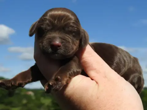 Cocker Spaniel Anglais