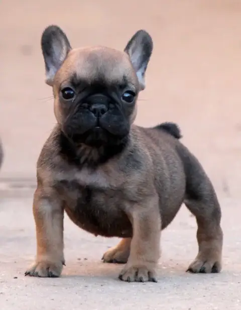 Bouledogue Français  Femelle Fauve Distinct Origins 48ab7