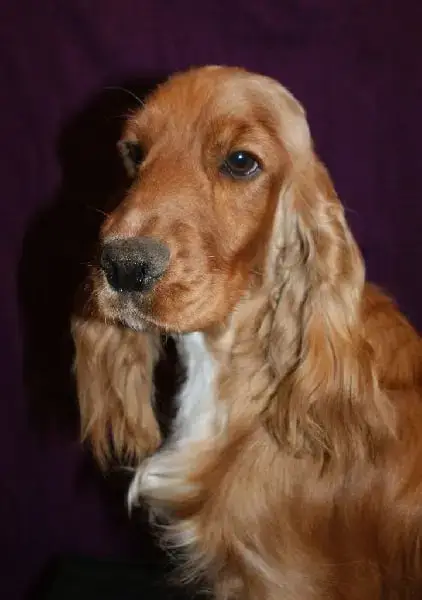 Cocker Spaniel Anglais  Chiot 3 Du Chemin Des Cavalie 1155f photo 3