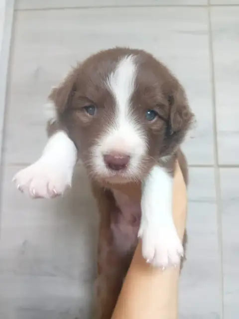 Border Collie 
                        Male Chocolat  83ba6
