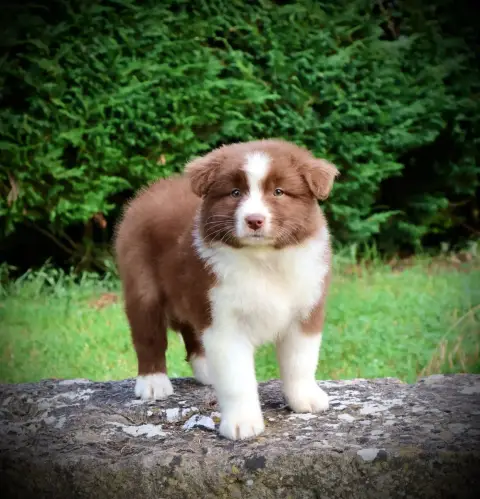 Berger Australien  Chiot N°7 Red Rock River photo 3