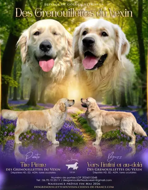 Golden Retriever  Chiot 6 Des Grenouillettes Du Vexin 64fab