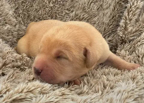 Labrador Retriever  Boris Of Mayajoe'S Dreams photo 3