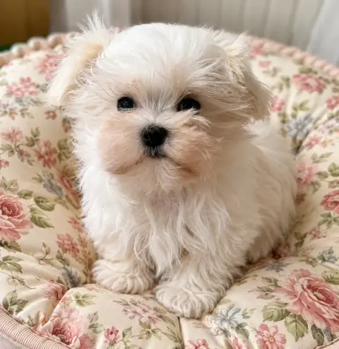 Adopter Bichon Maltais  Chiot N°1 Valma'S Signature