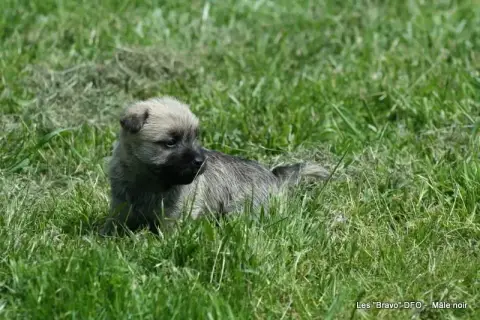 Cairn Terrier photo 3