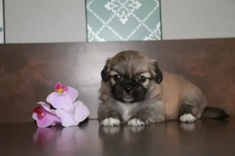 Epagneul Tibetain  Chiot N°3 Du Rêve Des Joyaux