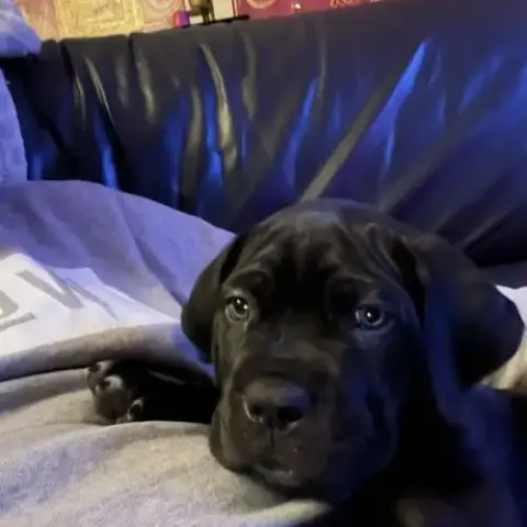 Portée De 7 Femelles Cane Corso