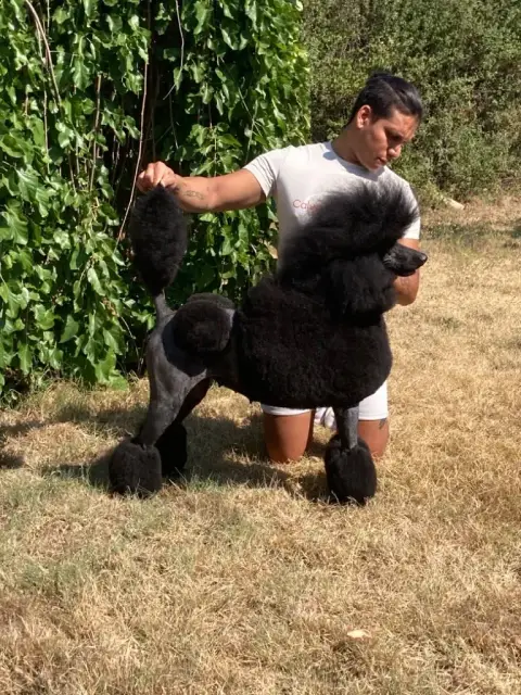 Caniche  Chiot 10 Du Domaine Du Parc