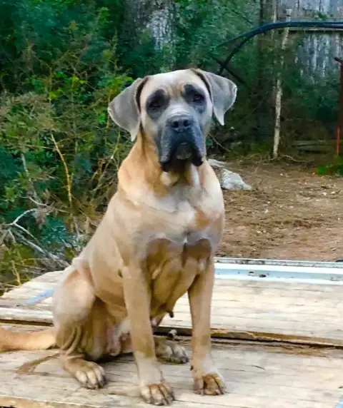 Cane Corso  Chiot N°6 Du Mas Des Origines photo 3