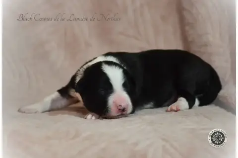 Border Collie  Black Cosmos De La Lumière De Nerthus 85e12
