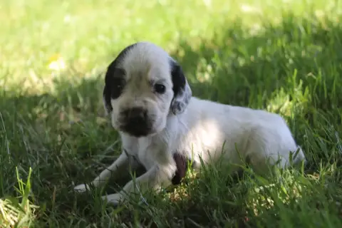 Cocker Spaniel Anglais  Femelle 3 Des Plumes D'Orphée 0e9b2