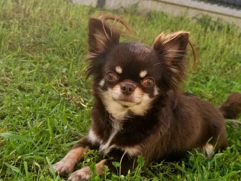 Chihuahua  Baby Doll Candy Lola Des Babybombes Des Mi 09400 photo 3