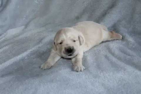 Adopter Golden Retriever 
                        Mâle Rose D 2c255