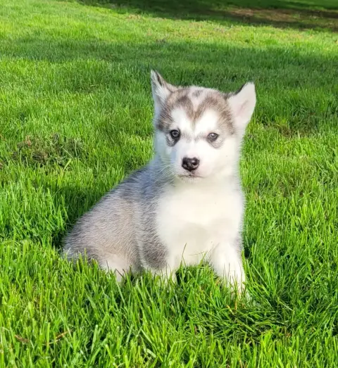 Alaskan Malamute  Balthazar Des Marais De Courmont