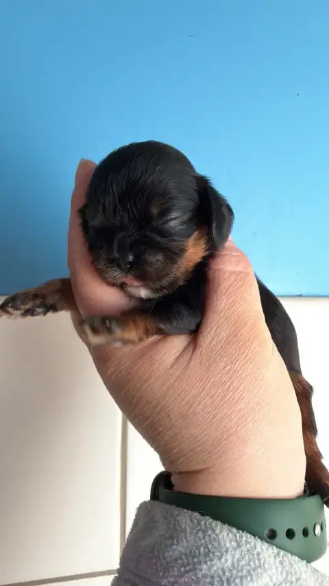Cavalier King Charles Spaniel  Chiot N°4 Des Eternels 642ea