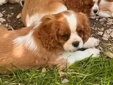 Cavalier King Charles Spaniel  Male 2 Des Terres De D a6594