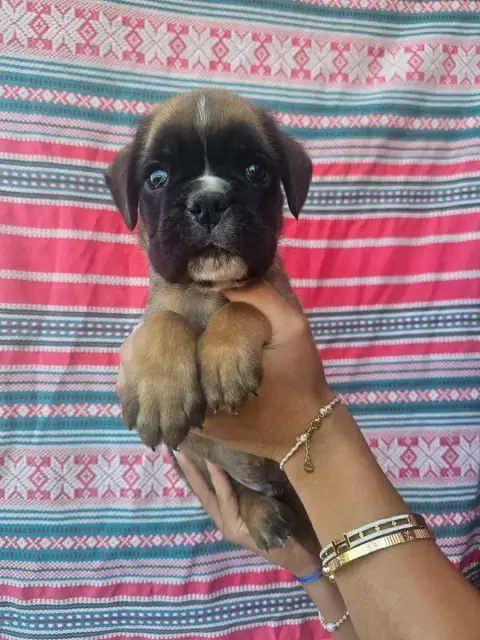 Boxer  Chiot N°6 Du Soleil De L'Aurion photo 2
