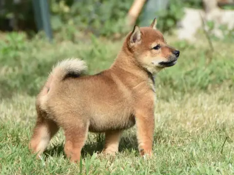 Shiba photo 2