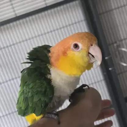 Caique À Tête Orange