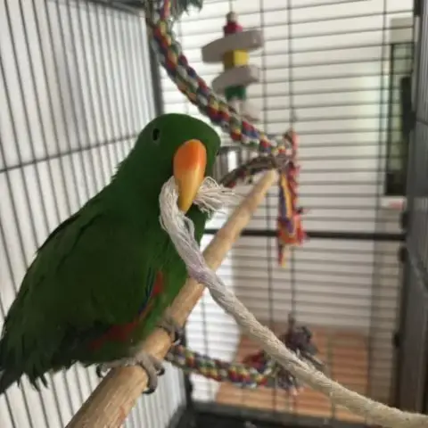 Perroquet Eclectus