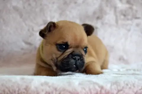 Bouledogue Français  Berlioz Jazz Des Loves Didi photo 2