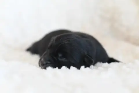 Berger Américain Miniature  Blacke In Parigi photo 3