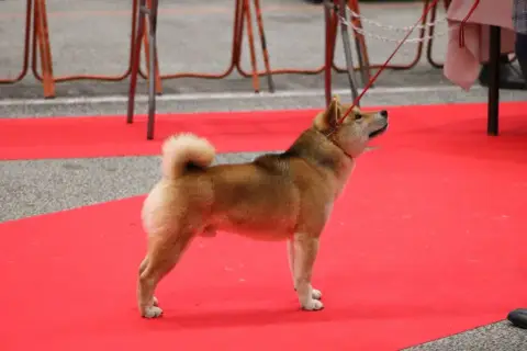 Shiba  Chiot 1 De La Baie De La Mancha photo 2