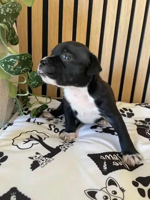Staffordshire Bull Terrier  Chiot N°3 Of The Bubble S 02a67 photo 2