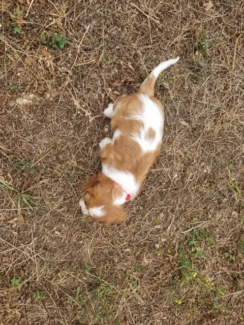 Cavalier King Charles Spaniel  B... Du Petit Brilloua 4f68b photo 2