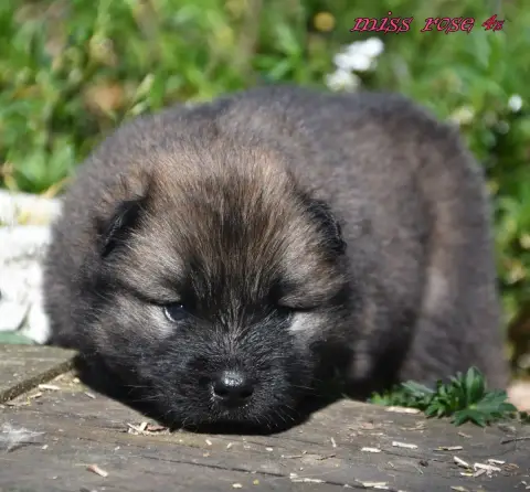 Eurasier  Chiot 7 Des Legendes De Retz photo 2