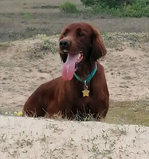 Setter Irlandais Rouge  Bebe Bonheur Du Domaine Du Fu 6cd76 photo 2
