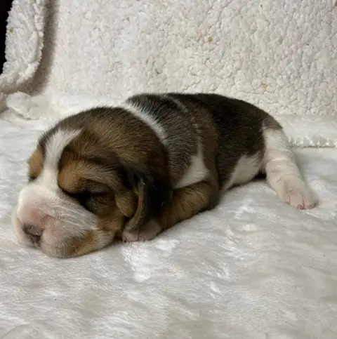 Beagle  Chiot N°4 Du Moulin De Madjurie