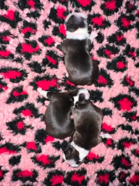 Boston Terrier  Mâle 2 L'Aige De La Tournelle