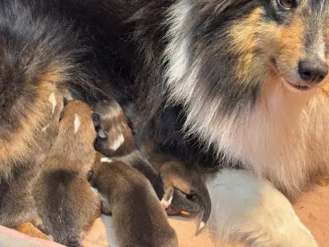 Shetland Sheepdog  Blondine Du Cèdre Enchanté