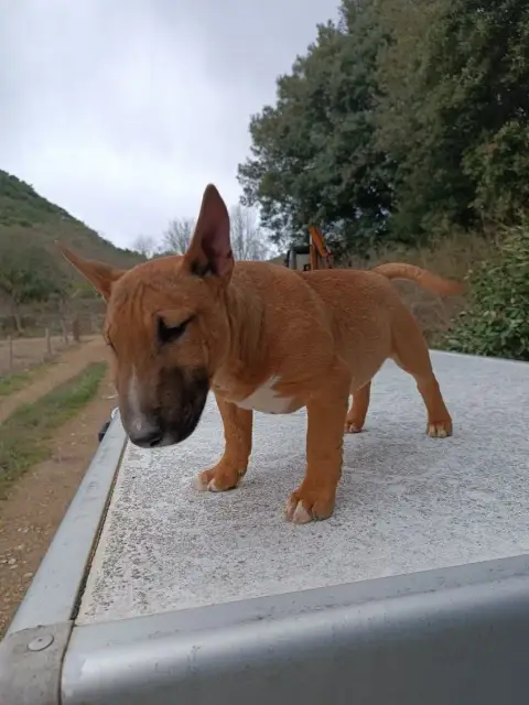 Bull Terrier Miniature  Arma Kingston- photo 2