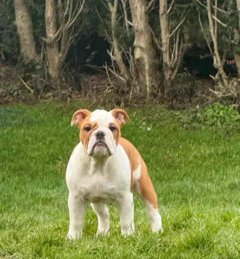 Bulldog Anglais  Anastasie The Bull'S Of Sweetness Ma c6b20 photo 3
