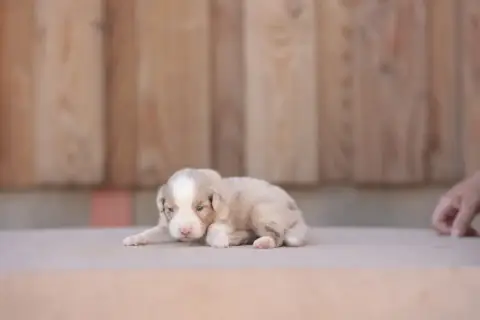 Berger Australien 
                        Chiot 2 De 9b1cf photo 3