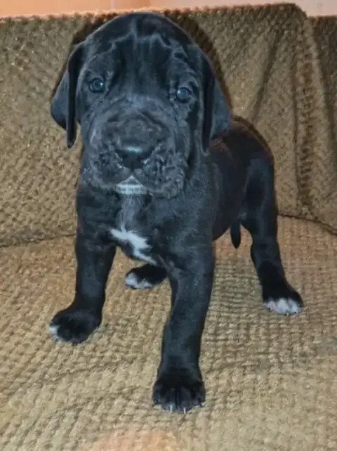 Dogue Allemand  Chiot N°4 Des Terres Du Grazo