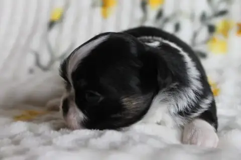 Chihuahua  Chiot N°2 Des Joyaux De La Sambre photo 2
