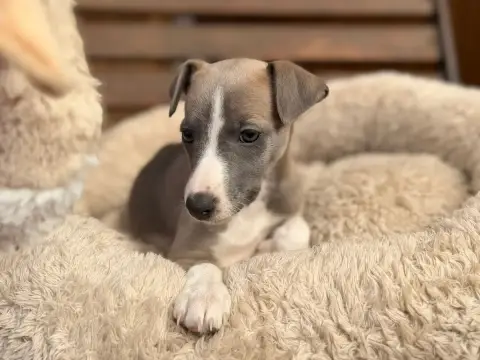 Whippet  Balalaïka Bleue Dite Baila Du Cèdre Enchanté 4c39f photo 3