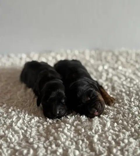 Cocker Spaniel Anglais