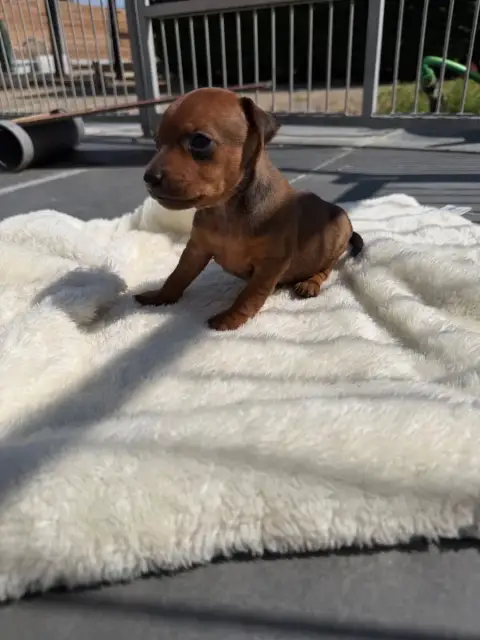 Pinscher Nain  Chiot N°1