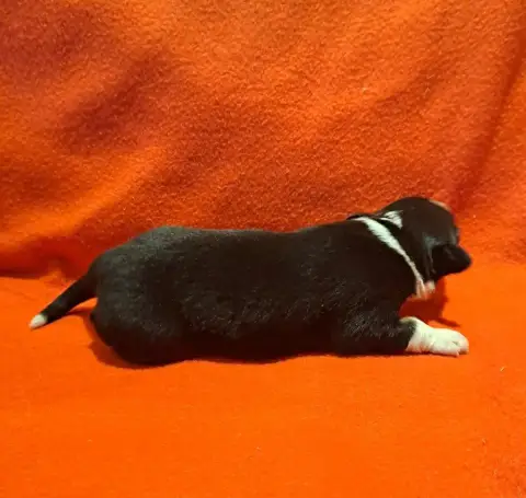 Berger Australien  Chiot 8 De La Pierre Du B'Ressieux 52370 photo 2