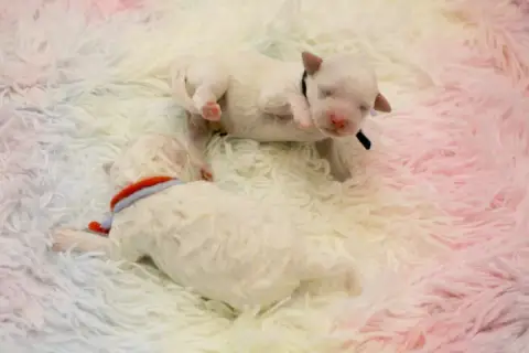 Bichon Frise  Barry De La Felhotte photo 2