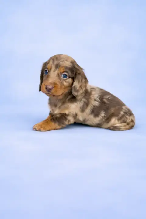 Teckel Poil Long  Chiot N°1