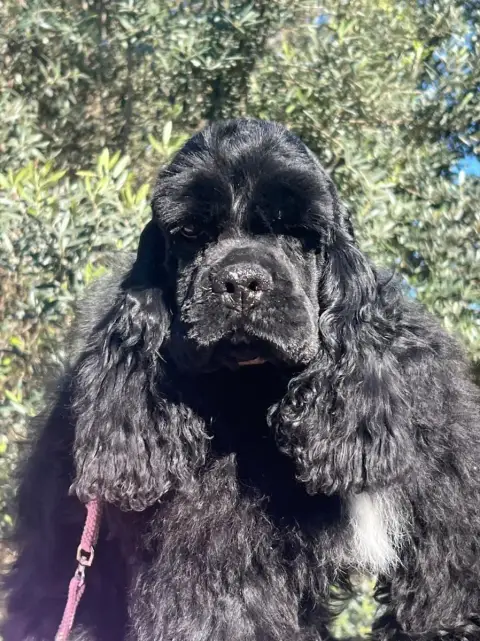 American Cocker Spaniel  Ayrton Senna De L'Atoll De S e409d photo 2