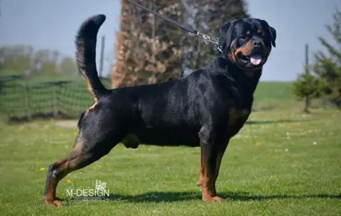 Rottweiler  Chiot 12 Vom Falke Koniglich