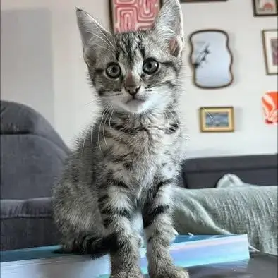 Chat Benito À L Adoption