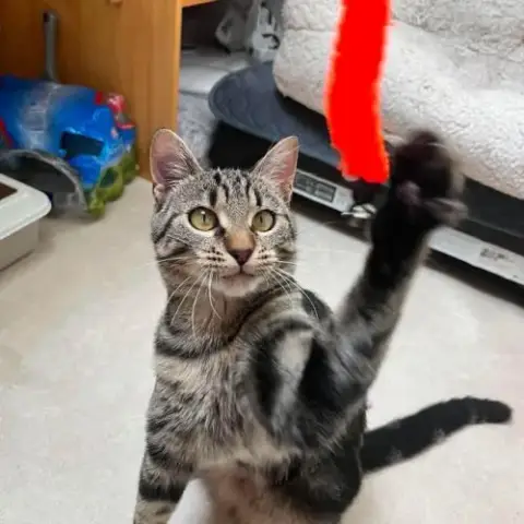 Yona-Adorable Junior