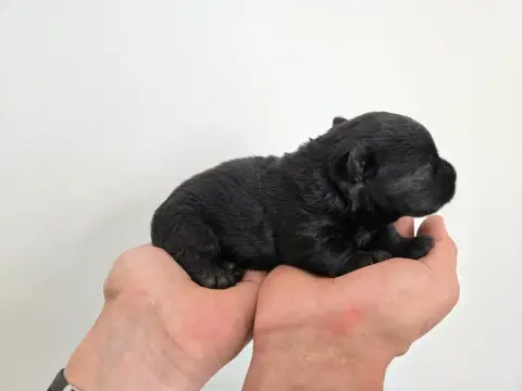 Scottish Terrier